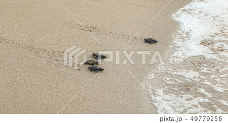 Baby turtles, just hatched from eggs, walking on sand trying to get into sea 49779256