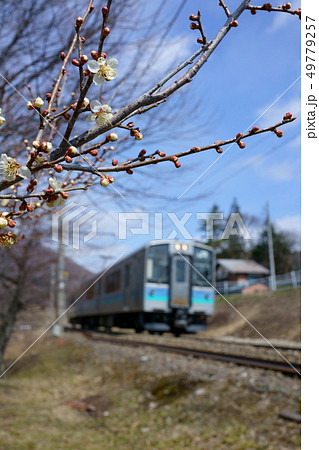 ふんわり大糸線：白梅と普通列車：春　　大町市 49779257