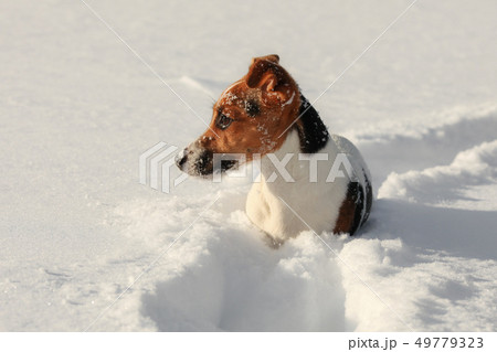 Small Jack Russell terrier sitting in deep snow, ice crystals on her nose, looking to side Small Jack Russell terrier sitting in deep snow, ice crystals on her nose, looking to side 49779323