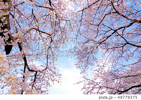 青空と可憐な桜の花 青空と可憐な桜の花 49779375