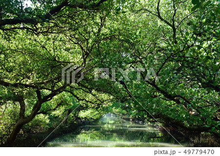 台南 台湾 運河 49779470