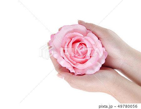 Pink rose with hands on white background Pink rose with hands on white background 49780056