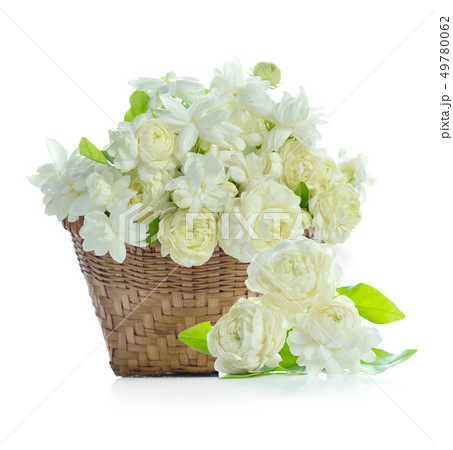 jasmine tea flower isolated on white background jasmine tea flower isolated on white background 49780062