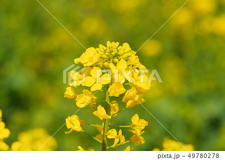 満開の菜の花 満開の菜の花 49780278