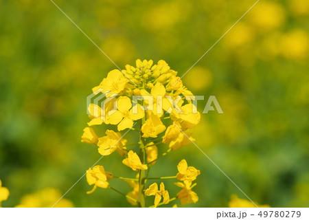 満開の菜の花 満開の菜の花 49780279