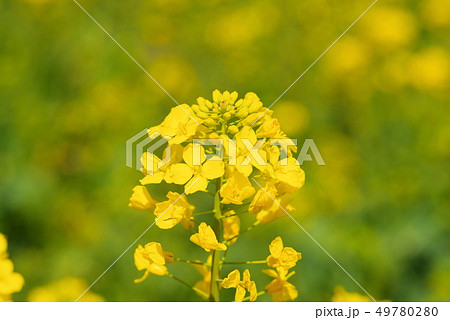 満開の菜の花 49780280