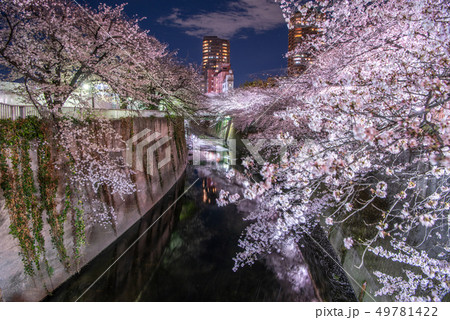 神田川　面影橋 桜 ライトアップ 49781422