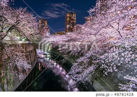 神田川 面影橋 桜 ライトアップ 神田川 面影橋 桜 ライトアップ 49781428