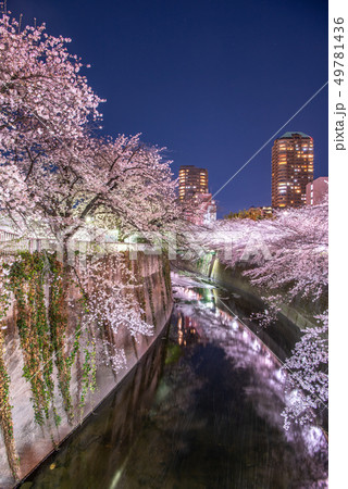 神田川 面影橋 桜 ライトアップ 神田川 面影橋 桜 ライトアップ 49781436