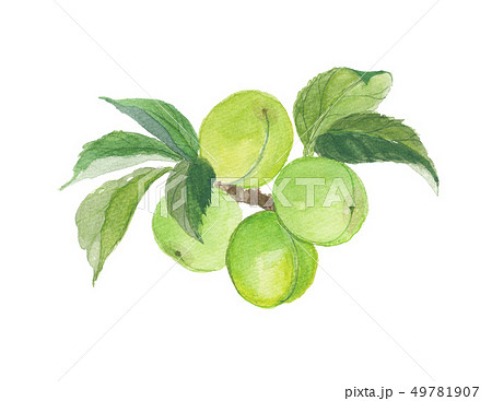 青梅のイラスト素材