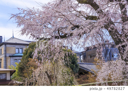 円山公園　桜 49782827