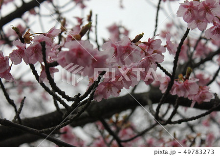 河津桜　＊＊＊　KAWADU-SAKURA　＊＊＊ 49783273