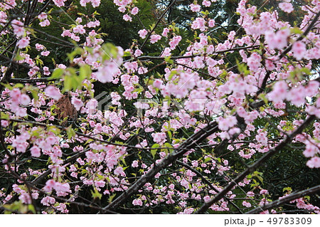 河津桜 *** KAWADU-SAKURA *** 河津桜 *** KAWADU-SAKURA *** 49783309
