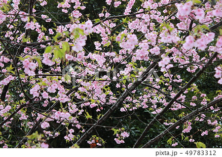 河津桜　＊＊＊　KAWADU-SAKURA　＊＊＊ 49783312
