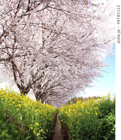桜と菜の花 49785122