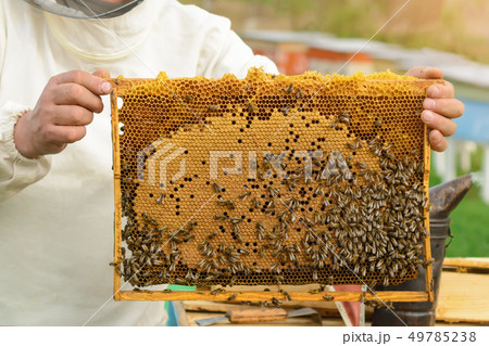 The beekeeper looks over the honeycomb with the 49785238