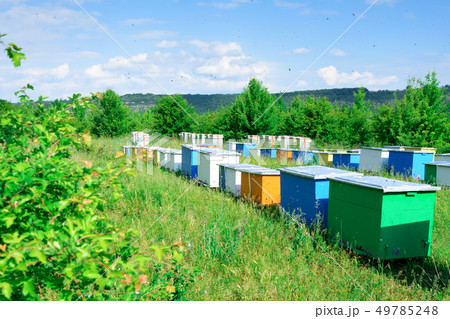 Hives with bees in the apiaries on the outskirts 49785248