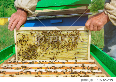 The beekeeper holds a honey cell with bees in his 49785249