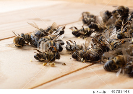 Dead bees on wooden boards. Death of bees. Mass 49785448