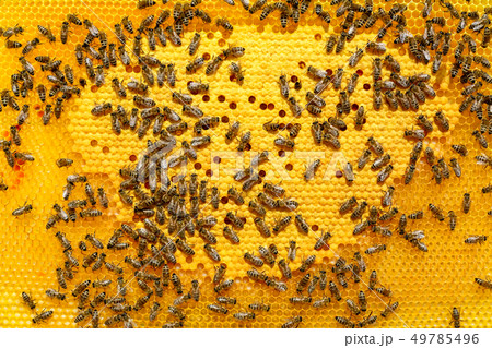 Bees on a cell with larvae. Bees Broods. Bees on a cell with larvae. Bees Broods. 49785496