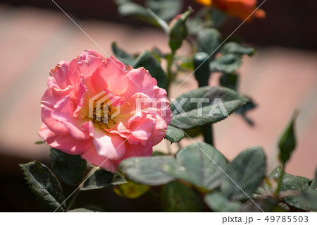 薔薇 バラ科 バラ 49785503