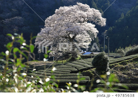 【静岡県】 牛代の水目桜(みずめ桜) 【静岡県】 牛代の水目桜(みずめ桜) 49785638