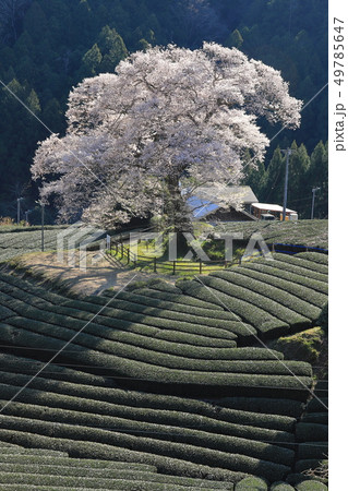 【静岡県】 牛代の水目桜(みずめ桜) 【静岡県】 牛代の水目桜(みずめ桜) 49785647