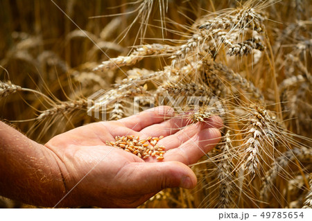 The farmer on a wheat field checks the maturity of 49785654