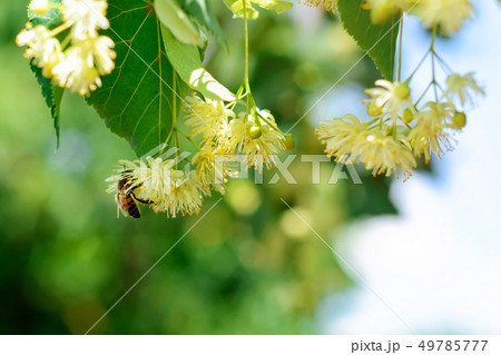 Honey bee on the blossoming linden flowers at 49785777