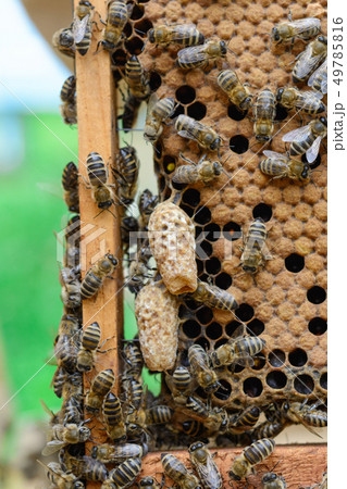 Bees are paying attention to the developing larva Bees are paying attention to the developing larva 49785816