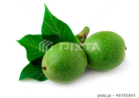 Green walnut on a twig with leaves on a white Green walnut on a twig with leaves on a white 49785845