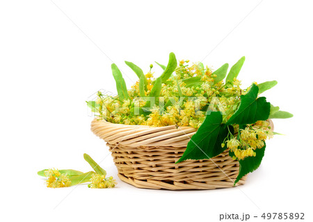 Flowers of linden in a basket on a white 49785892