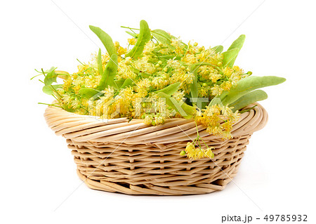 Flowers of linden in a basket on a white 49785932