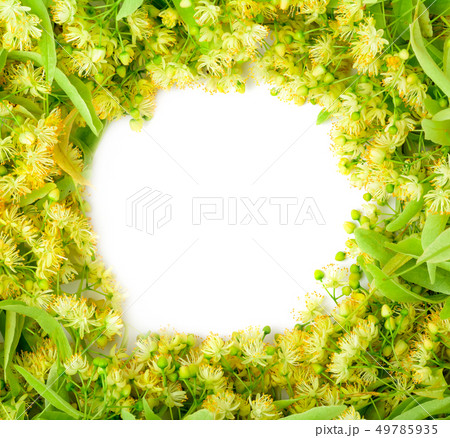 Flower background of linden. Flower tea from 49785935