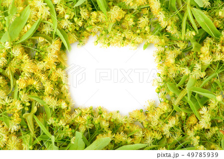 Flower background of linden. Flower tea from Flower background of linden. Flower tea from 49785939