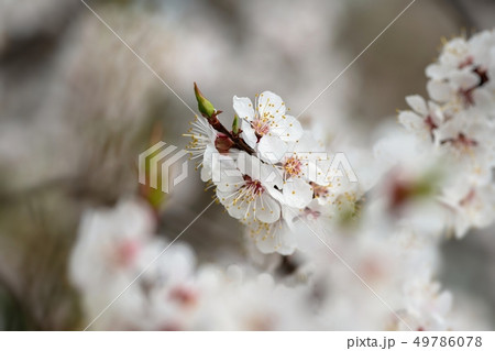 apricot flower spring nature close up macro  49786078
