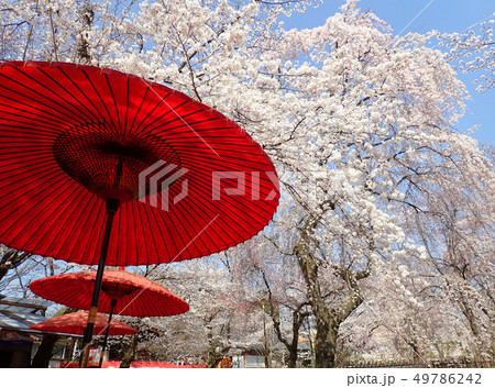 桜と和傘 桜と和傘 49786242