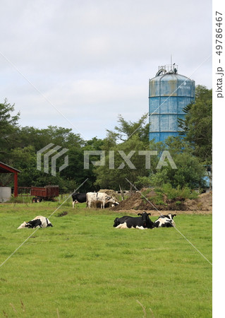 北海道 釧路地方 放牧される牛 北海道 釧路地方 放牧される牛 49786467