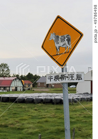 北海道 牛横断注意道路標識の写真素材