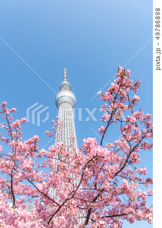 スカイツリーと河津桜 49786898