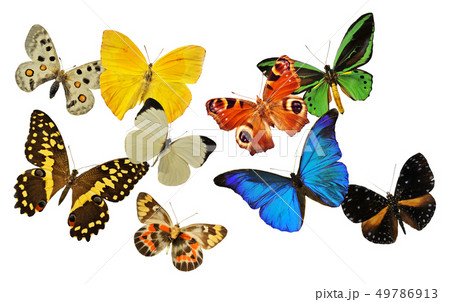 group of butterfly group of butterfly 49786913