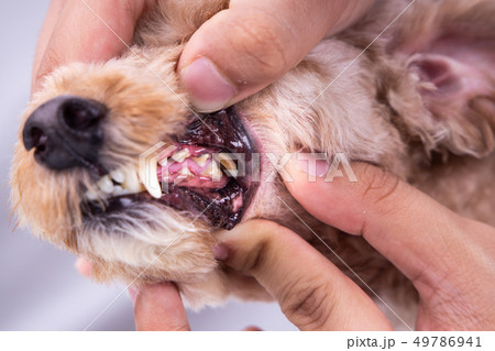 Vet showing pet dog teeth coated with plaque and Vet showing pet dog teeth coated with plaque and 49786941