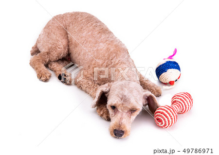 Sad depressed poodle pet dog after short hair cut Sad depressed poodle pet dog after short hair cut 49786971