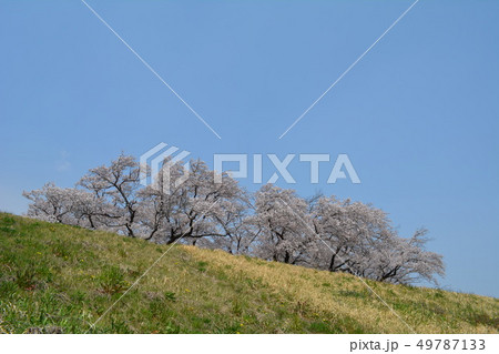 桜 49787133