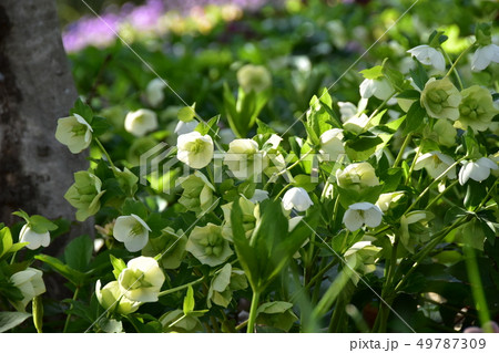 クリスマスローズ クリスマスローズ 49787309