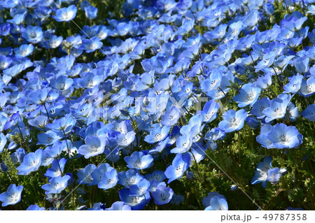 ネモフィラ ネモフィラ 49787358