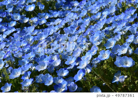 ネモフィラ 49787361