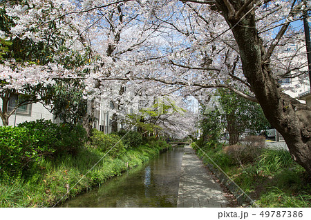 用水路の桜並木 49787386