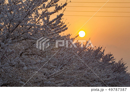 桜に沈む太陽 桜に沈む太陽 49787387