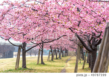 旧中川河川敷 河津桜 旧中川河川敷 河津桜 49787399